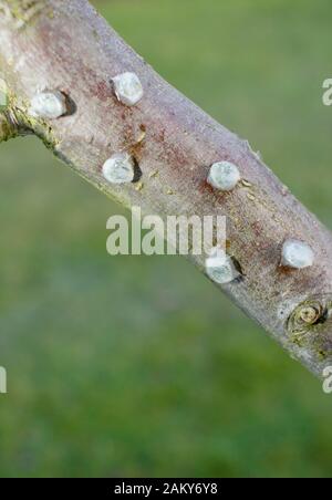 Viscum-Album auf Malus. Keimende Mistel, die klebrige Mistelsamen von Beeren entfernt und auf einen apfelbaumzweig platziert haben. Stockfoto