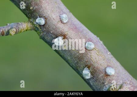 Viscum-Album auf Malus. Keimende Mistel, die klebrige Mistelsamen von Beeren entfernt und auf einen apfelbaumzweig platziert haben. Stockfoto