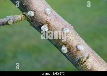 Viscum-Album auf Malus. Keimende Mistel, die klebrige Mistelsamen von Beeren entfernt und auf einen apfelbaumzweig platziert haben. Stockfoto