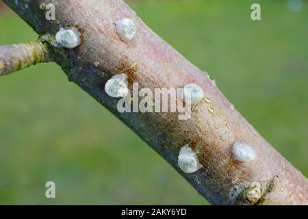 Viscum-Album auf Malus. Keimende Mistel, die klebrige Mistelsamen von Beeren entfernt und auf einen apfelbaumzweig platziert haben. Stockfoto