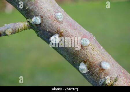 Viscum-Album auf Malus. Keimende Mistel, die klebrige Mistelsamen von Beeren entfernt und auf einen apfelbaumzweig platziert haben. Stockfoto