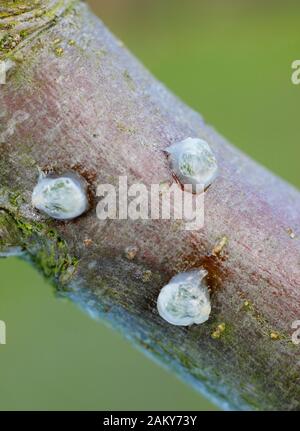 Viscum-Album auf Malus. Keimende Mistel, die klebrige Mistelsamen von Beeren entfernt und auf einen apfelbaumzweig platziert haben. Stockfoto