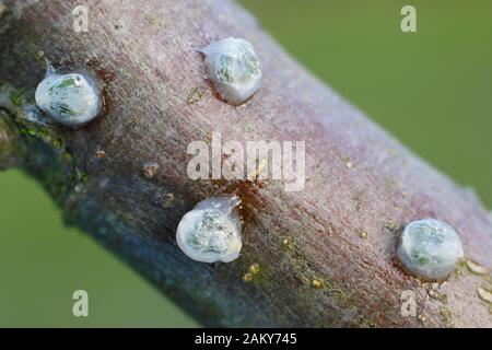 Viscum-Album auf Malus. Keimende Mistel, die klebrige Mistelsamen von Beeren entfernt und auf einen apfelbaumzweig platziert haben. Stockfoto