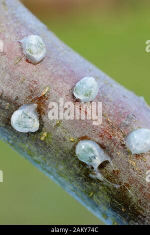 Viscum-Album auf Malus. Keimende Mistel, die klebrige Mistelsamen von Beeren entfernt und auf einen apfelbaumzweig platziert haben. Stockfoto