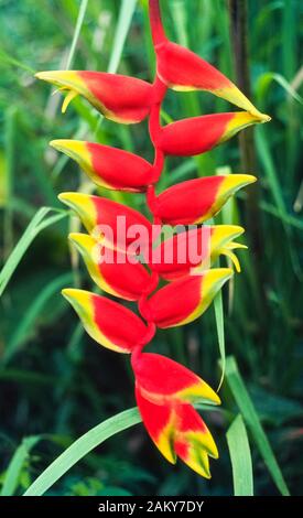 Diese dekorativen Heliconia Rostrata (Heliconia) ist ein Favorit in tropischen Blumen, weil es so schön bunt ist und lange Lebensdauer. In Zentral- und Südamerika, die hohen mehrjährige Pflanze wird allgemein durch diese Namen bekannt: Hängende Heliconia, hängende Karabinerverschluss, Falscher Paradiesvogel, Hummer-Krallen und Crab Claw. Stockfoto