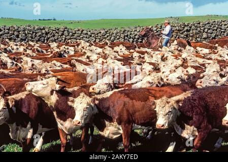 Eine hawaiianische Cowboy bekannt als Paniolo hilft eine große Herde von Weißen sammeln - gegenübergestellt Rinder hinter einem Zaun von Lavagestein während einer Zusammenfassung am historischen Parker Ranch auf der grossen Insel von Hawaii, Hawaii, USA. Gebürtige Hawaiianer wurde Cowboys vor langer Zeit, im Jahre 1847, wenn die Rinder Ranch war auf dem Pazifischen Ozean Insel gegründet und wuchs zu einem der größten privaten Ranches in den Vereinigten Staaten zu werden. Heute ungefähr 17.000 Kopf von Rindfleisch Rinder weiden auf den Wiesen der Parker Ranch, die sich auf 130.000 Hektar (52,610 ha) in der Mitte der grossen Insel. Stockfoto