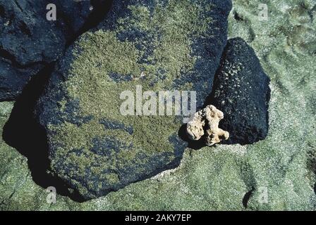 Diese Nahaufnahme zeigt einen Strand mit seltenen grünen Sand durch fragmentierte Kristalle aus Olivin erstellt, ein Mineral aus der Lava Schlackenkegel, dass bei einem Ausbruch des Mauna Loa Volcano über 49.000 Jahren in der Nähe der Südspitze der Großen Insel von Hawaii in Hawaii, USA gegründet. Papakōlea Strand, auch als Mahana Beach bekannt, wird häufiger Green Sand Beach genannt und ist einer von nur vier Strände in der Welt, die Grünen wegen der großen Menge von dichten glasigen Olivin-kristallen, aus denen die meisten Sand erscheinen. Stockfoto