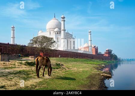 Taj Mahal am Ufer des Flusses Yamuna in Agra, Indien. Stockfoto