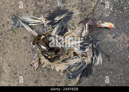 Schädel und Federn des toten Großen schwarzen Gull (Larus marinus), der auf einem Betonbruchwasser, dem Kreis des Lebens, liegt Stockfoto