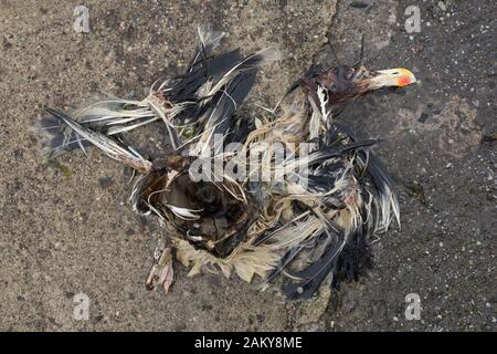 Schädel und Federn des toten Großen schwarzen Gull (Larus marinus), der auf einem Betonbruchwasser, dem Kreis des Lebens, liegt Stockfoto