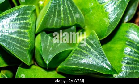 Nahaufnahme von grünem Haworthia, das im Gewächshaus angebaut wurde Stockfoto