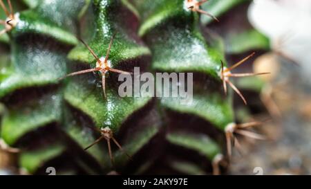 Detailreichtum von Gymnocalycium mihanovichii Kaktus Stockfoto