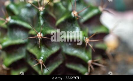 Detailreichtum von Gymnocalycium mihanovichii Kaktus Stockfoto