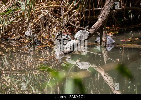 Mehrere Schildkröten auf einer Filiale in einem kleinen See im Rodini-Park am Rande der Rhodos-Stadt Insel, Griechenland Stockfoto