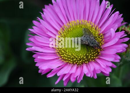 Erigeron Pink Jewels oder Fleabane Daisies haben ähnliche Blumen wie die im Herbst blühenden Michaelmas Daisies, produzieren aber eine aufsehenderen, sommerliche Ausstellung. Stockfoto