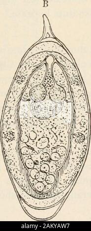 Diagnostische Methoden, chemische, bakteriologische und mikroskopischen, ein Lehrbuch für Studenten und Praktiker. Stockfoto