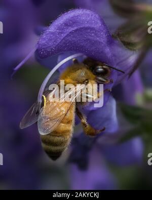 Nahaufnahme der Honeybee, die die violette Salbei Blume bestäubt Stockfoto