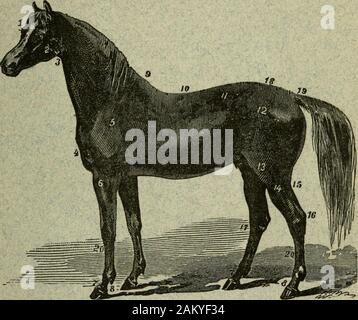 Eine Abhandlung über das Pferd und seine Krankheiten. . Zur Erläuterung der Zahlen auf dem Pferd, siehe 2. Seite. VERÖFFENTLICHT DURCH B.J. KENDALL, M.D., ENOSBURGH FÄLLT, Vermont. HUNDERT UND 20 Tausend. Verlage Ankündigung. Beginnen wir mit der Frage der 6. Ausgabe dieses Buches, das thehundred abgeschlossen und 20 Tausend, mit einem Gefühl der Zufriedenheit, fürdie Grund dass es hatt einen sehr umfangreichen Verkauf, in Anbetracht der Kurzzeit, da es zum ersten Mal veröffentlicht wurde, und auch, weil es die verybest zufrieden gegeben hat. Tausende, die gesehen haben, Ihn loben und preisen manygood Reiter haben Stockfoto