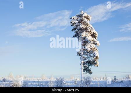 Einsam schöner Schneebaum. Russische Fichte im kalten Winter Stockfoto