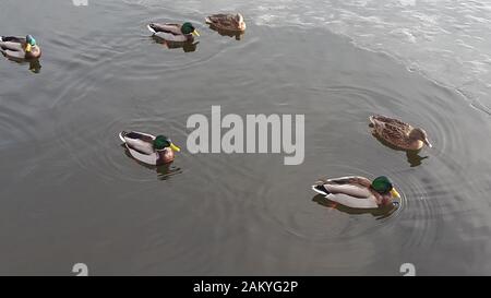 Enten schwimmen im Winter eiskalten Wasser. Enten im Winter See Stockfoto