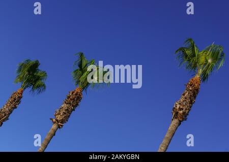 Drei hohe Palmen gegen den blauen Himmel. Foto von unten und in einem Winkel aufgenommen. Stockfoto