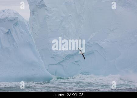 Albatros, der vor einem großen Eisberg, der Antarktis, fliegt Stockfoto