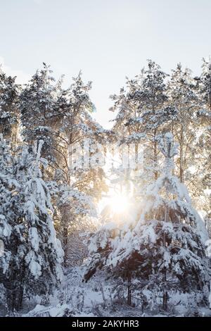 Schöne Schneefräsen in der Sonne. Russischer Winter Stockfoto