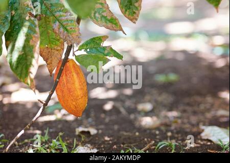 Eine orange Farbe cocoa pod Nähe zu sehen. Stockfoto