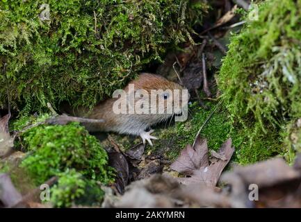 Rötelmaus (Myodes Glareolus) Stockfoto