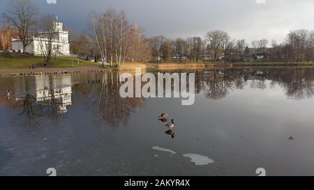 Enten schwimmen im Wintereiswasser. Enten im Winter Fluss unter bewölktem Himmel Stockfoto