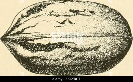 Bebilderter Katalog und Preisliste von Pfropfreben, die Weinblüte und Wahl Sämling Papier - shell Pekannüsse und andere Mutter Obstbäumen;. Große Mutter, längliche Form, wies atapex; shell Thin. Eine bevorzugte Sorte inFlorida und Georgia. Stuart. Eine der ältesten genannten Sorten. Eiförmig inshape; Shell thin; Kernel prall. Eine popularvariety von demonstriert Wert und Exzellenz. 25 Hauptstadt. Stockfoto