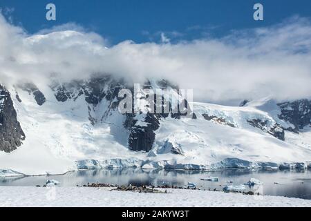 Gentoo Penguins auf der Danco Island, Antarktischen Halbinsel, Antarktis Stockfoto