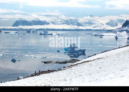 Gentoo-Pinguin-Kolonie auf der Danco-Insel mit Blick auf Eisberge, Berge und Gletscher, Danco-Insel, Antarktische Halbinsel, Antarktis Stockfoto