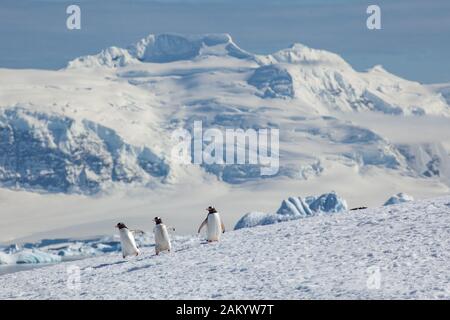 Gentoo Penguins auf der Danco Island, Antarktischen Halbinsel, Antarktis Stockfoto