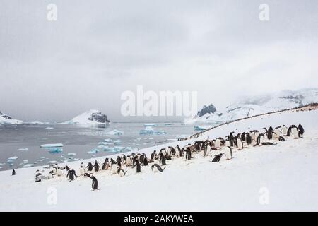 Gentoo-Pinguin-Kolonie auf der Danco-Insel mit Blick auf Eisberge, Berge und Gletscher, Danco-Insel, Antarktische Halbinsel, Antarktis Stockfoto