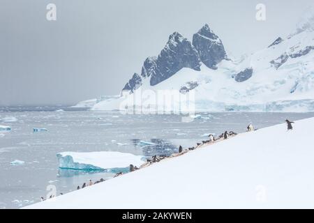 Gentoo-Pinguin-Kolonie auf der Danco-Insel mit Blick auf Eisberge, Berge und Gletscher, Danco-Insel, Antarktische Halbinsel, Antarktis Stockfoto