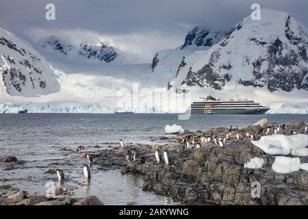 Gentoo-Pinguine vor dem Kreuzfahrtschiff der Expedition, Danco Island, Antarktischen Halbinsel, Antarktis Stockfoto