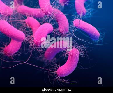 Pseudomonas aeruginosa Bakterien, Abbildung Stockfoto