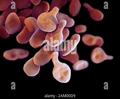 Mykoplasma Genitalium Bakterien, Abbildung Stockfoto