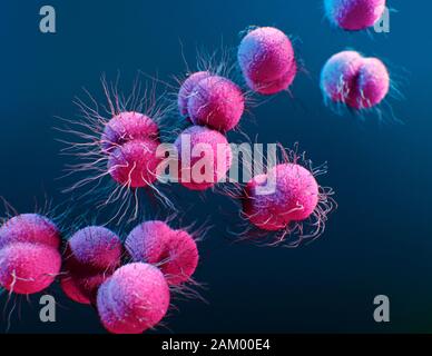 Neisseria gonorrheae-Bakterien, Abbildung Stockfoto