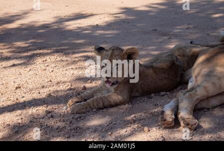 Bild von Baby Löwe liegend im Schatten Stockfoto