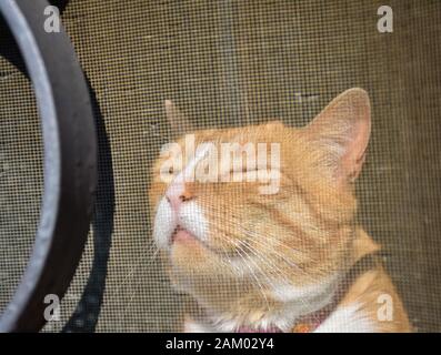 Eine rote Haare Katze am Fenster hinter einem Moskitonetz mit einem Sonnenbad an einem sonnigen Tag. Die Katze ist mit einem heißen Tag im Sommer und friedlich mit ruhenden Stockfoto