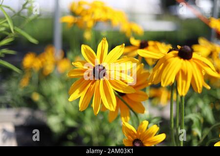 Schwarze Eyed Susan, leuchtend gelbe Blüten mit dunkelbrauner Mitte Stockfoto