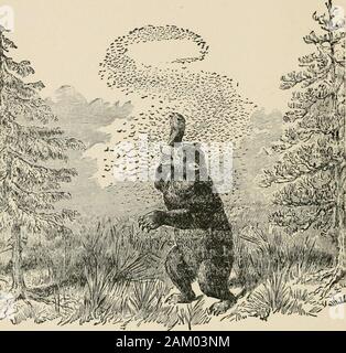 Erkunden die große YukonAn abenteuerliche Expedition nach unten den großen Yukon River, von seiner Quelle in den British North-west Gebiet, bis zu seiner Mündung im Gebiet von Alaska. waren Zuflucht in der Mitte zu nehmen. Ich weiß, dass thenative Hunde von den Moskitos unter certaincircumstances getötet werden, und ich hörte, wie berichtet, von dem ich glaube, dass gegründet, bewell, sowohl von Indern und vertrauenswürdig whitepersons, dass die großen braunen Bären - fälschlicherweise butcommonly die Grizzly - dieser Regionen ist bei timescompelled zu diesen Insekten zu erliegen. Die statementseems fast grotesk, aber die Erklärung ist die Kom- Stockfoto