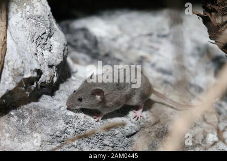 (200110) - Zagreb, Jan. 10, 2020 (Xinhua) - eine bedrohte Balkan Schnee Vole ist an der Zagreber Zoo in Zagreb, Kroatien gesehen, Jan. 10, 2020. Die zagreber Zoo Gehäuse für gefährdete Arten der Aborigines der Balkan Schnee Vole und Olm Sensibilisierung der Öffentlichkeit für den Schutz der Tiere zu erhöhen. (Dalibor Urukalovic/Pixsell über Xinhua) Stockfoto