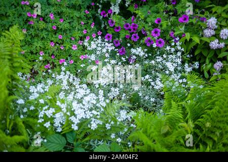 Rosa Blumen zwischen Farnen im Redwood National Park Stockfotografie - Alamy