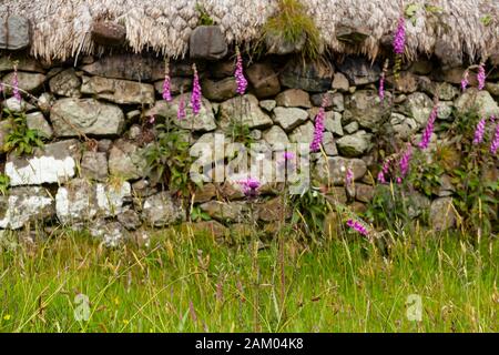 Thistle und Foxhandschuh vor der Wand einer Strohdachsteinhütte auf der Insel Skye, Schottland, Großbritannien. Stockfoto