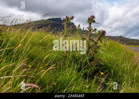 Eine purpurne Distelblüte in einem Gras- und Getreidefeld mit dem Alten Storr im Hintergrund. Stockfoto