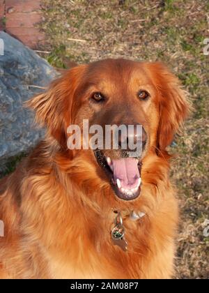 Close up Portrait von einem drei Jahre alten Golden Retriever Hund Stockfoto