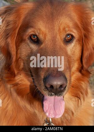 Close up Portrait von einem drei Jahre alten Golden Retriever Hund Stockfoto
